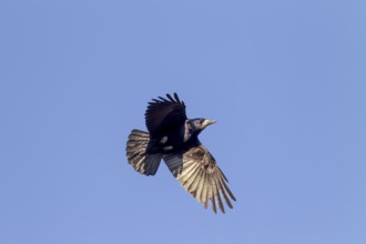 Rook (Corvus frugilegus) approaching the nest, breeding colony, flight photo, Germany