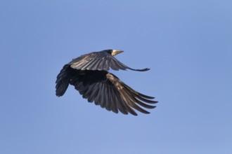 Rooks (Corvus frugilegus) also bring nest material to the nest during breeding, breeding colony,