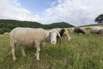 Swabian Jura, landscape with sheep under Teck Castle, Hohenbohl near Owen in Germany