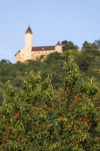 Cherry trees bloom below Teck Castle in summer, Owen, district. Esslingen, Germany