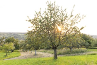 Cherry tree at sunset on the orchard near Owen, Swabian Jura, Germany
