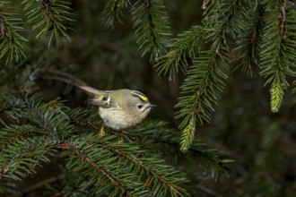 Rarely can the goldcrest (Regulus regulus) be observed standing so freely, foraging, Denmark
