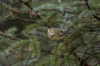 The goldcrest (Regulus regulus) is difficult to spot among the dense branches of the conifers,