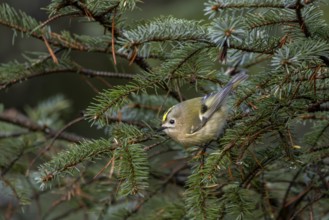 Goldcrests (Regulus regulus) need good stands of conifers to survive, foraging, Denmark