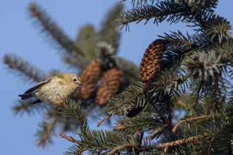 Goldcrests (Regulus regulus) are constantly on the move, foraging incessantly among the branches of