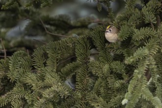Typical for goldcrests (Regulus regulus) are the light yellow, or light orange feet, thoughtful,