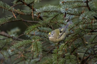 Typical of goldcrests (Regulus regulus) is the searching look in front of they fly to their next