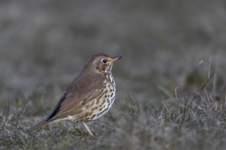 This song thrush (Turdus philomelos) has already returned from its wintering grounds in mid-March,