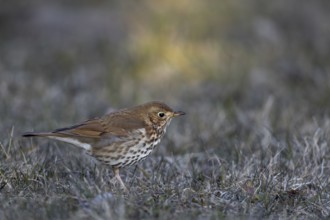 The song thrush (Turdus philomelos) shows the typical slightly tilted head posture while foraging