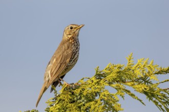 Song thrush (Turdus philomelos) Males use exposed places such as tree tops as singing perches,