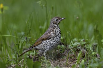 In a small forest meadow, the song thrush (Turdus philomelos), which fledged a few days ago,