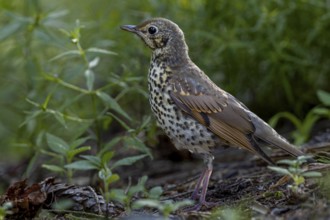A song thrush (Turdus philomelos) that fledged a few days ago searches for food on the forest