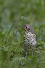 The song thrush (Turdus philomelos), which fledged a few days ago, now has to search for food