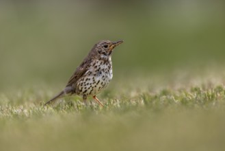 In a small meadow, the song thrush (Turdus philomelos), which fledged a few days ago, searches for