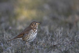 The song thrush (Turdus philomelos) searches for food in a meadow in the evening, foraging, Germany