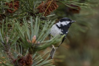 A pine tit (Periparus ater) is foraging with several other songbird species in a pine forest,