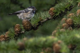 A fir tit (Periparus ater) that fledged a few days ago foraging in a larch tree, young bird,