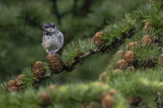 The pine tit (Periparus ater), which fledged a few days ago, must be vigilant, as young birds are