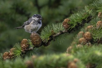 In a few weeks' time, the juvenile pine tit (Periparus ater) will be indistinguishable from the