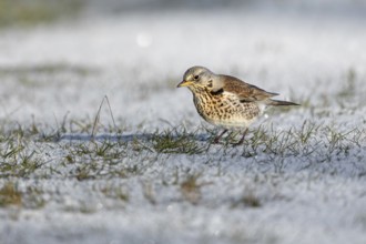 When a juniper thrush (Turdus pilaris) looks down at the ground with its head bent forwards and