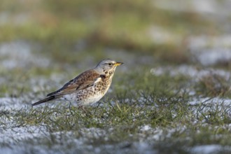 The juniper thrush (Turdus pilaris) likes to search for food on the ground, winter, snow, foraging,