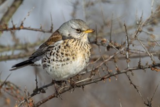Wood Thrush (Turdus pilaris) on autumn migration, foraging, Germany