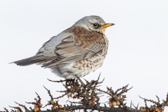 Fieldfare (Turdus pilaris) on autumn migration, perch, Germany