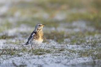 In spite of the snow, a wood thrush (Turdus pilaris) searches for food in a meadow, winter, snow,