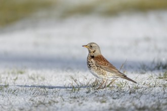 When foraging on the ground, the juniper thrush (Turdus pilaris) often pauses and searches