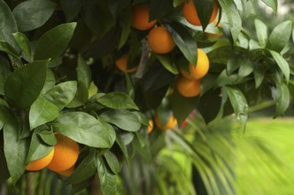 Fruits of the orange (Citrus sinensis) on the tree, greenhouse, Wilhelma, Zoological-Botanical