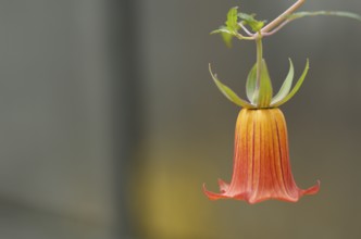Close-up, Canary bellflower (Canarina canariensis) Greenhouse, Wilhelma, Zoological-Botanical