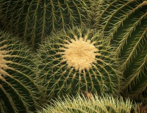 Golden globe cactus (Giant Barrel Cactus platyacanthus) also mother-in-law cactus, cactus house,