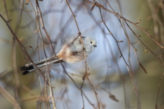 A White-headed Bushtit (Aegithalos caudatus) of the white-headed subspecies foraging in a birch