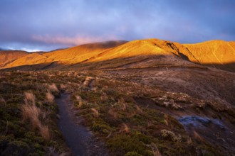 Volcanic landscape, Tama Lake Walk (Tama Lakes Track), evening light, sunset. Tongariro National