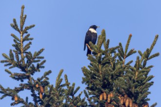 The observation of a male ring ouzel (Turdus torquatus) in Denmark is a big surprise for me,