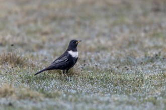 The ring ouzel (Turdus torquatus) is a rare songbird in Europe, I was able to photograph this male