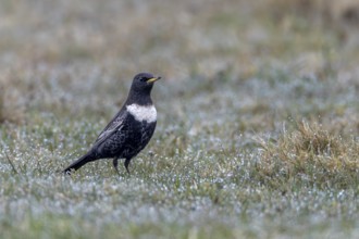 During their spring migration, ring ouzels (Turdus torquatus) can be easily observed on the Danish