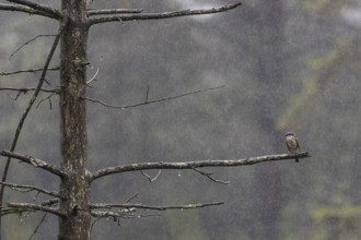 The male red-backed shrike (Lanius collurio) obviously doesn't seem to like the rain shower,