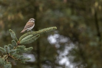A red-backed shrike (Lanius collurio) that fledged a few days ago uses its parents' breeding