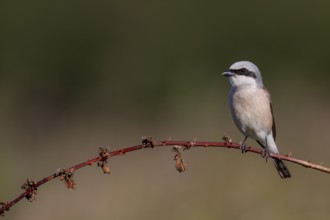 Red-backed shrike (Lanius collurio) Male uses a bramble vine as a perch, hunting lodge, Germany