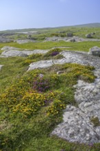 Blooming broom and granite rock, Roundstone, County Galway, Ireland