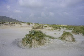 Sand dunes at Dog's Bay, Roundstone, County Galway, Ireland