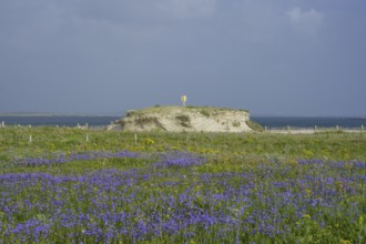 Blue bluebells and sand dune at Gurteen Beach, Roundstone, County Galway, Ireland