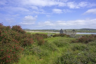 Fuchsia hedges and house ruins on Omey Island, Cloon, Sillerna, County Galway, Ireland