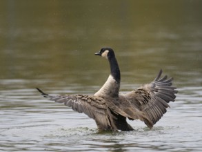 A Canada goose flaps its wings after plumage care, Ãœmminger See, Bochum, North Rhine-Westphalia,
