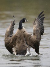 A Canada goose flaps its wings after plumage care, Ãœmminger See, Bochum, North Rhine-Westphalia,