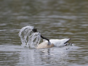 A Canada goose at a somersault tree, Ãœmminger See, Bochum, North Rhine-Westphalia, Germany