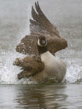 A Canada goose bathing, Ãœmminger See, Bochum, North Rhine-Westphalia, Germany