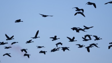 Canada geese in blue sky, Ãœmminger See, Bochum, North Rhine-Westphalia, Germany