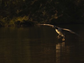 A Canada goose landing at sunset, Ãœmminger See, Bochum, North Rhine-Westphalia, Germany
